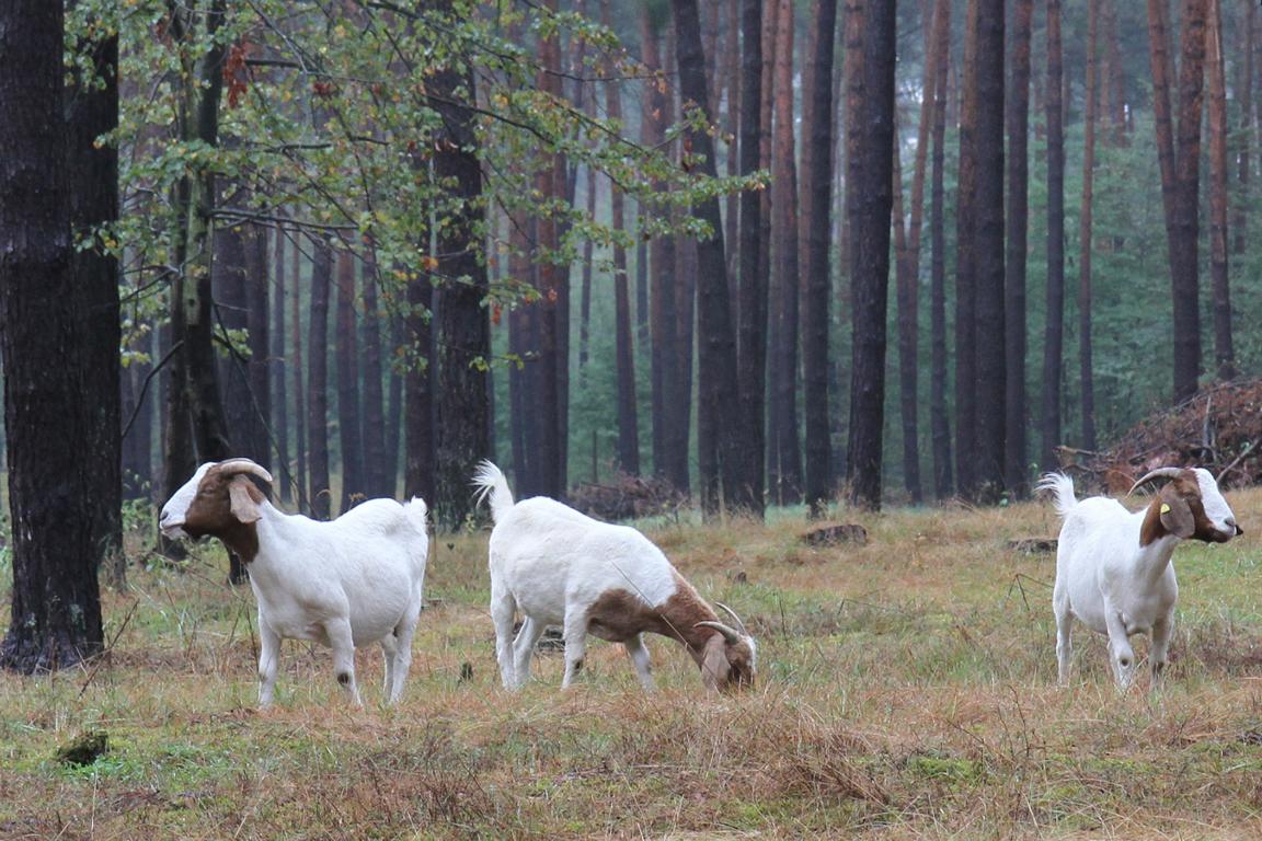 NABU 16.09.18 Waldweide Walldorf Ausschnitt heb