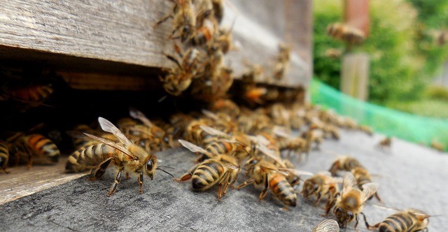 pixabay Bienenvolk