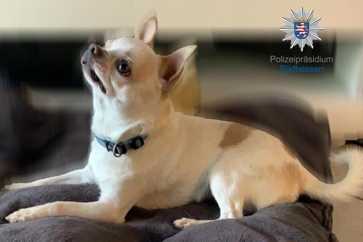 pol-da ChihuahuaB01