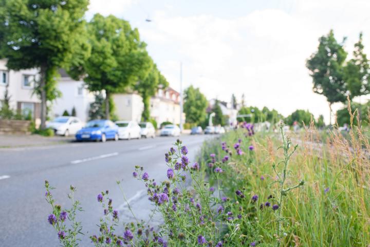 Insektenweiden