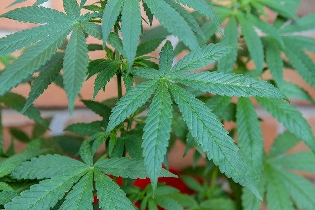 Marihuana