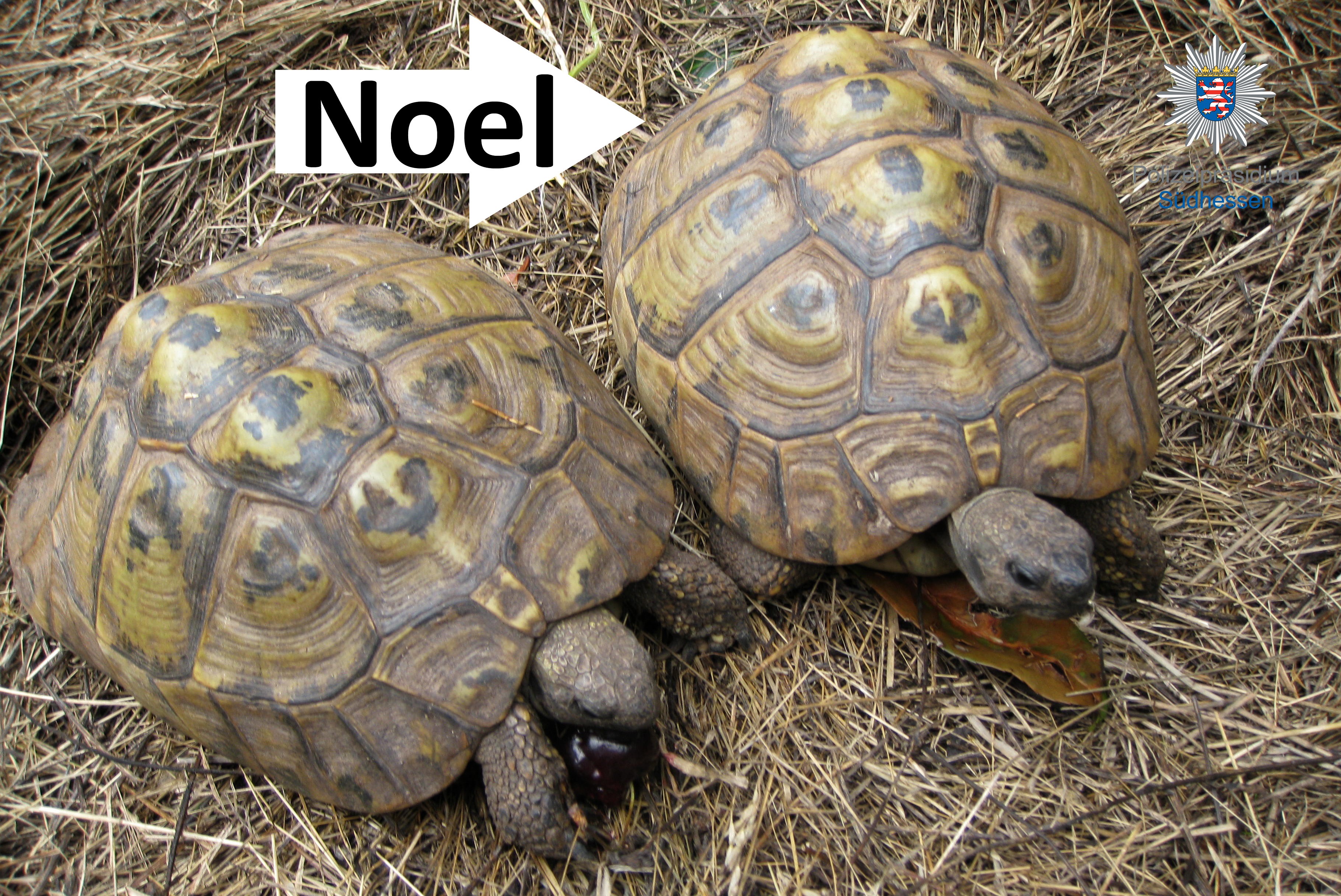 pol-da SchildkroeteNoel
