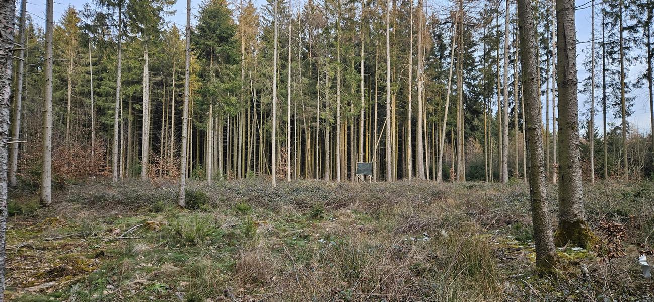 Wiederaufforstung