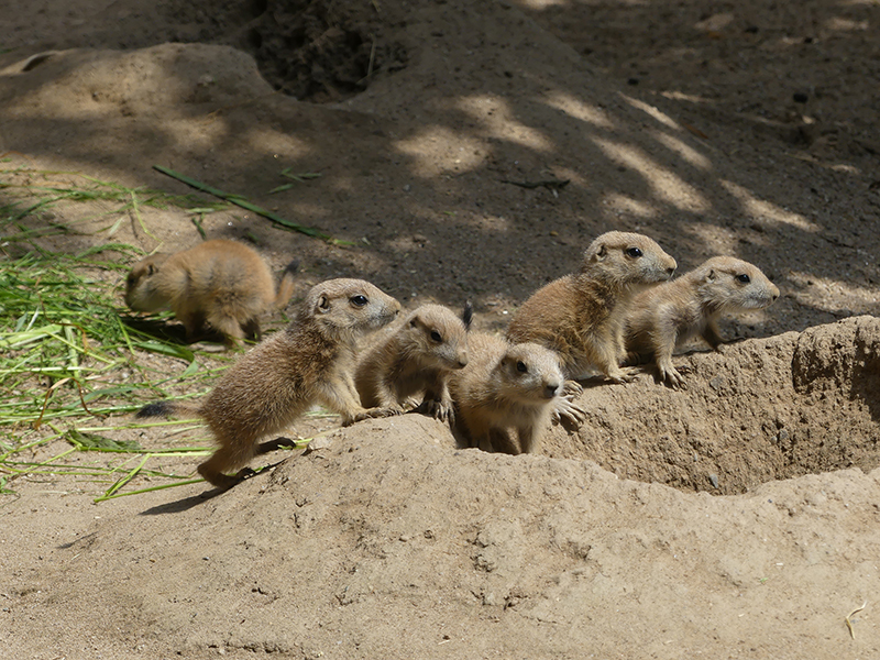 Zoo Heidelberg HDZooP1220540