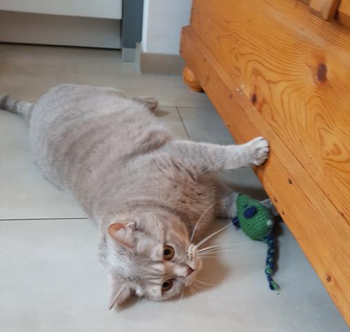 RNKCat