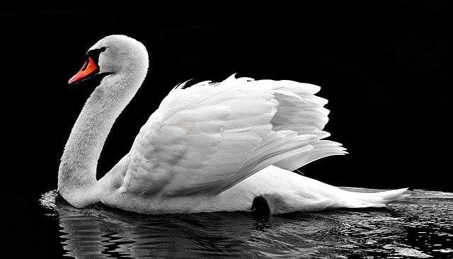 pixabay schwan