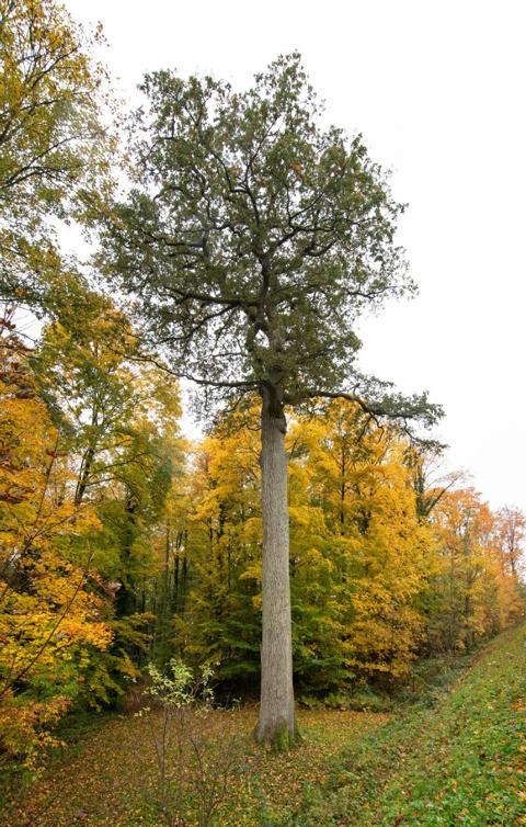 BesBaum