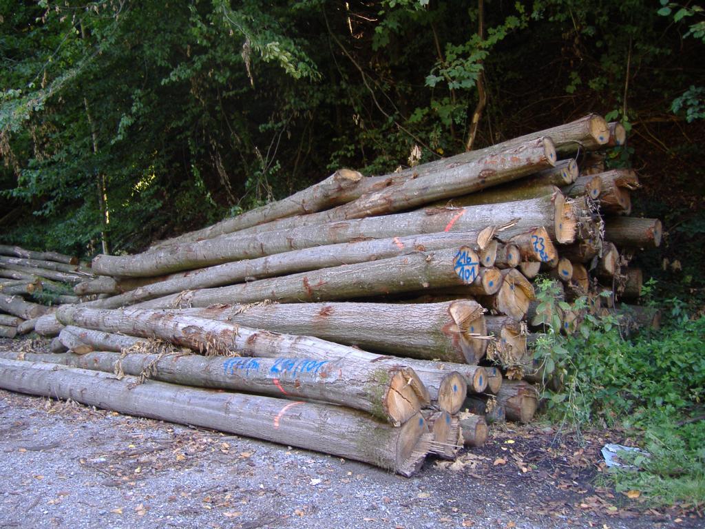 Brennholz