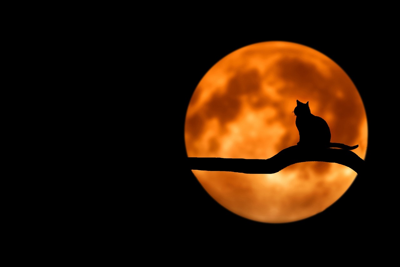 Pixabay hal