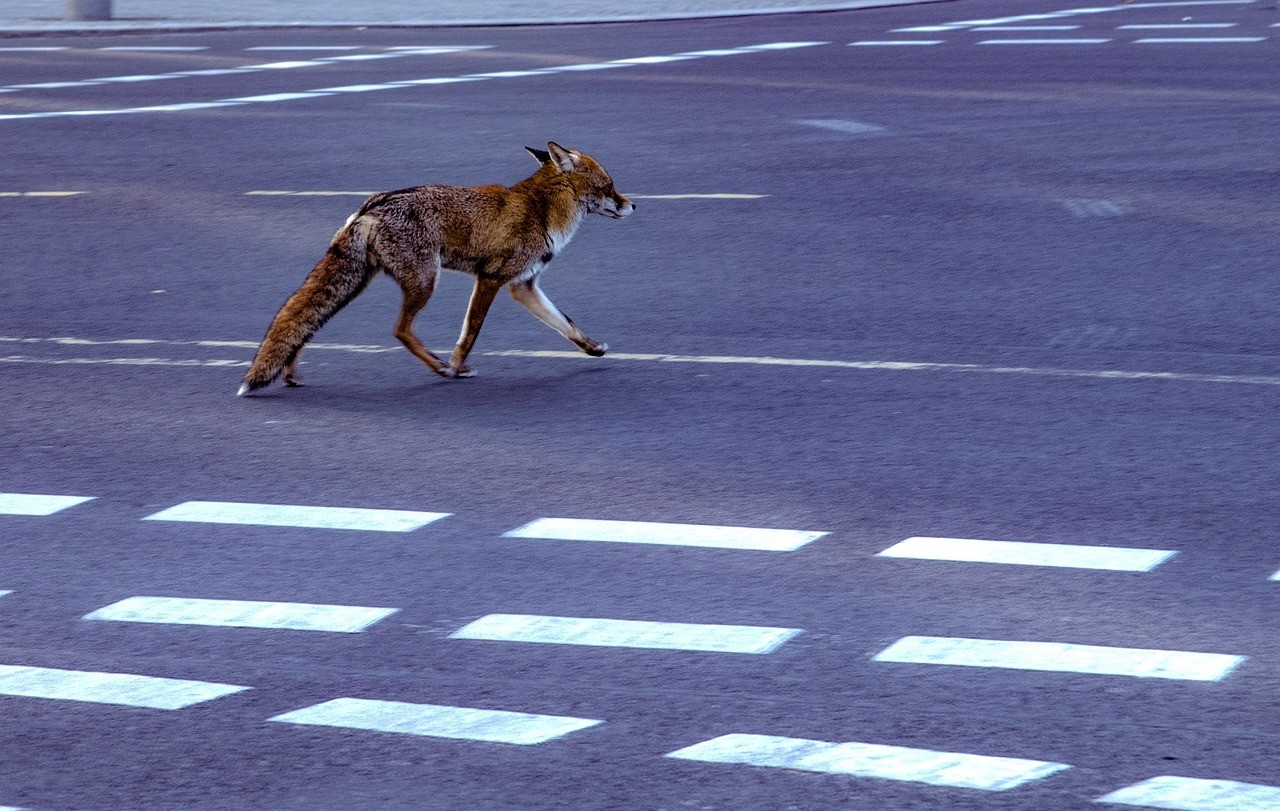 Mannheim: Ansprechpartner rund um das Thema „Tiere“