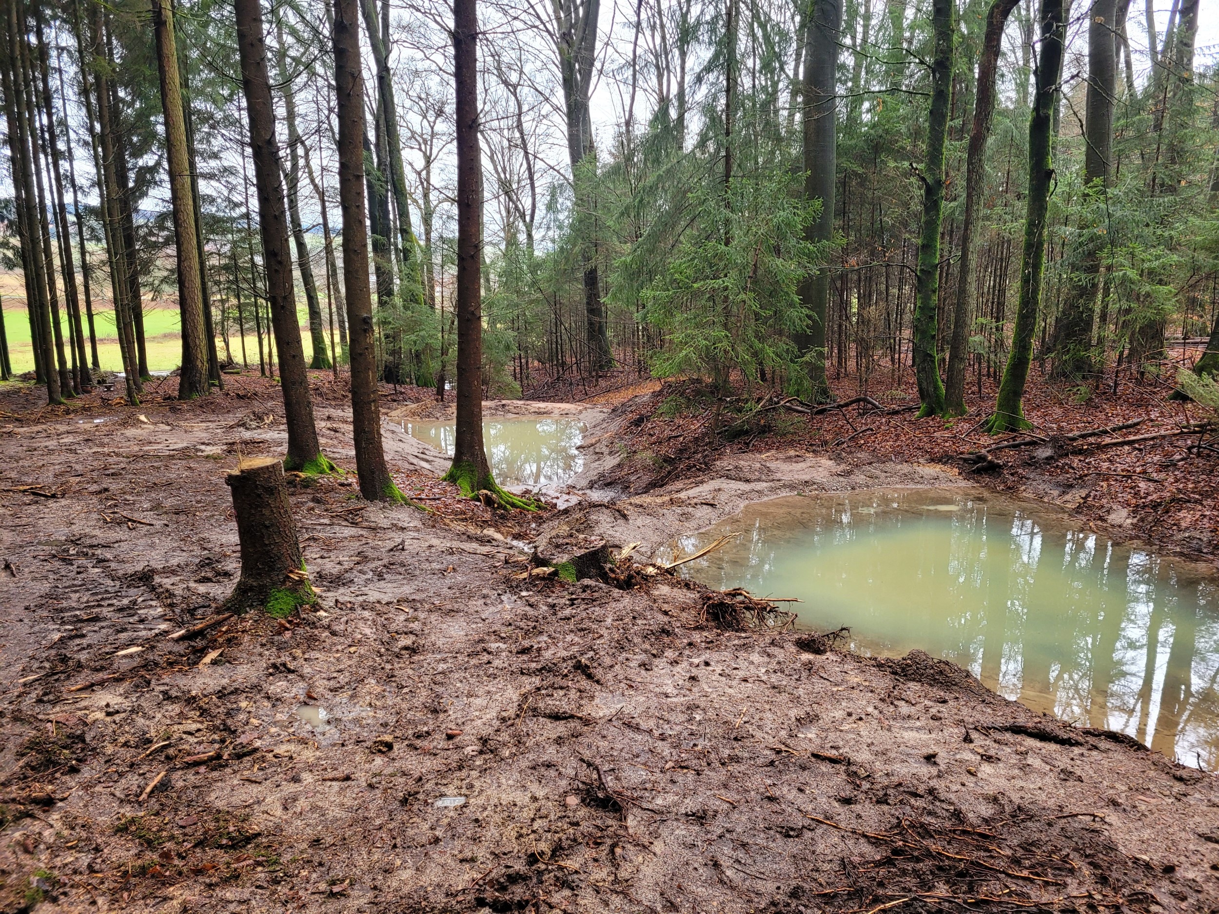 Rhein-Neckar-Kreis: Wie der Wald zum natürlichen Schwamm gegen Klimaextreme wird