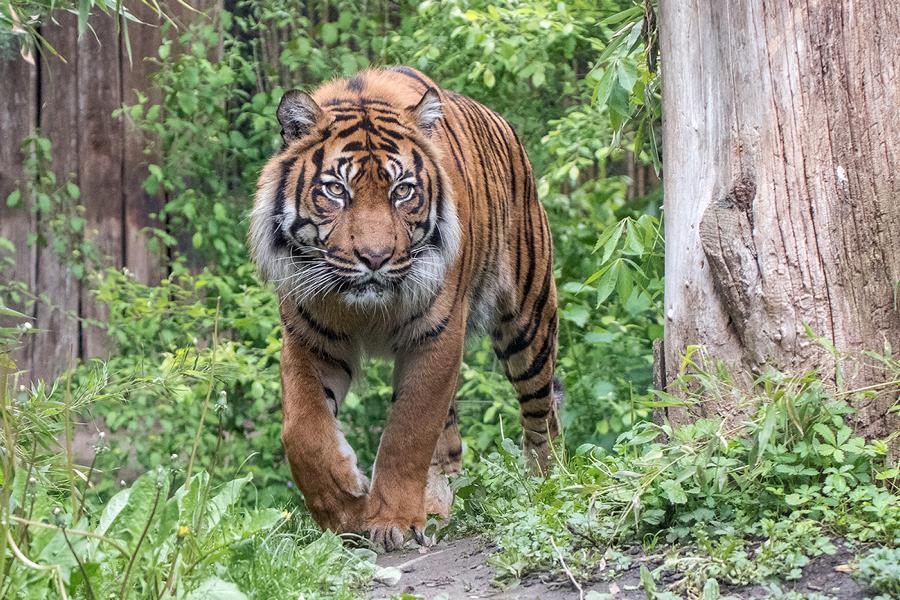 Heidelberg: Sumatratiger Tebo im Zoo Heidelberg gestorben