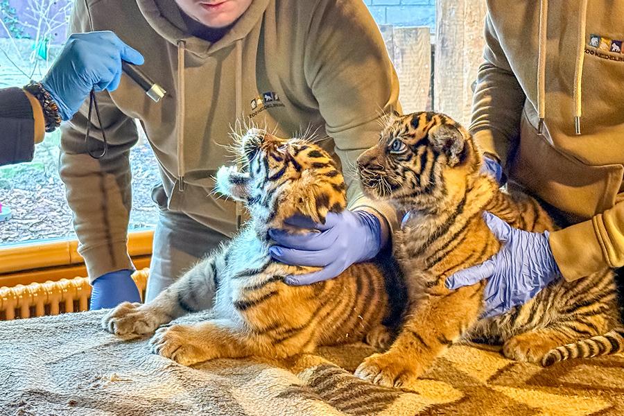 Heidelberg: Tiger-Nachwuchs im Zoo gesund und munter