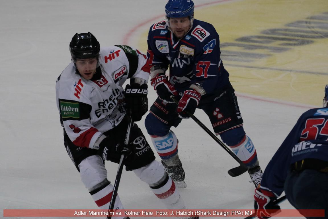 mt_gallery: Adler vs Haie