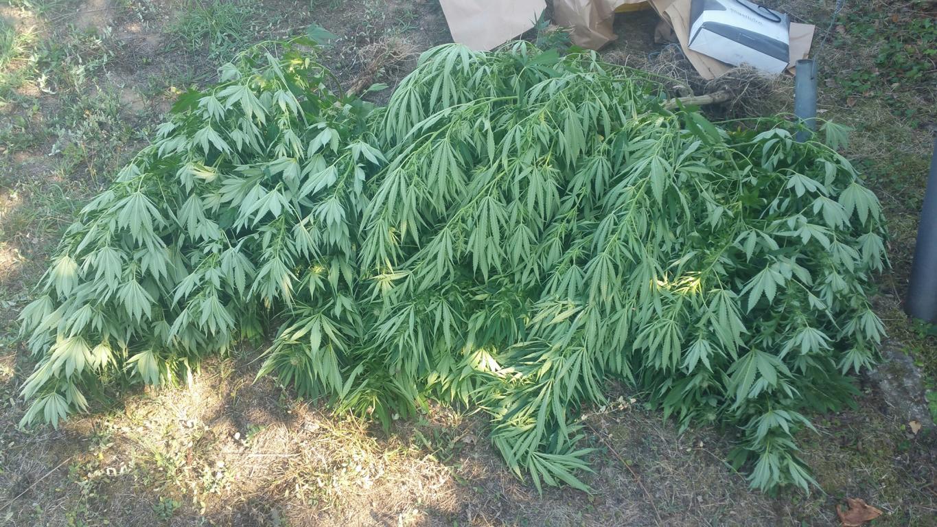 POL-MA Cannabispflanzen