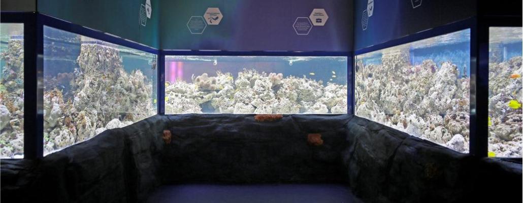 K1024 K1024 SEA LIFE Korallenriff 