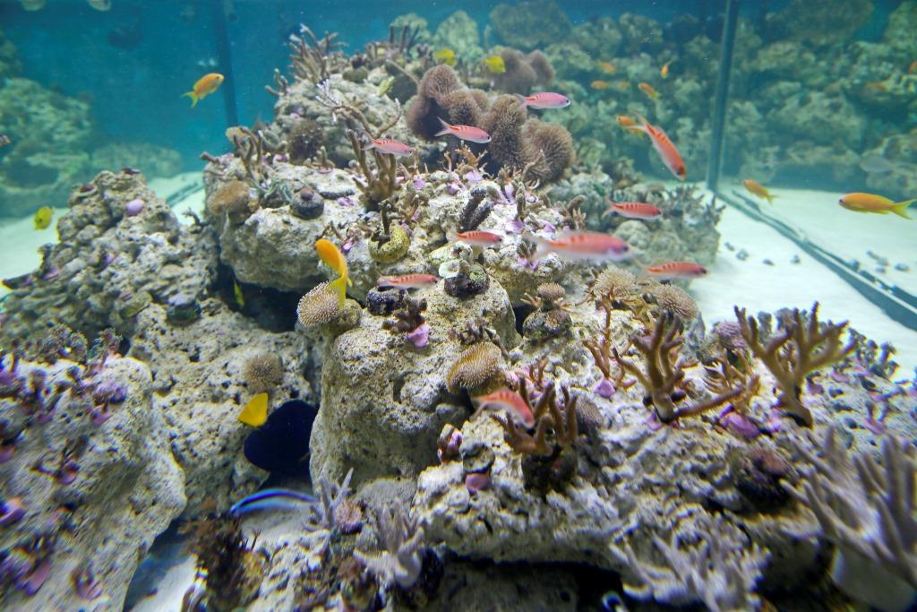 mt_gallery: Sealife