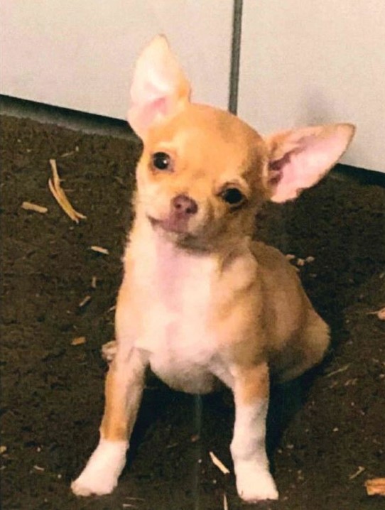 POL-MA GestohlenerChihuahua