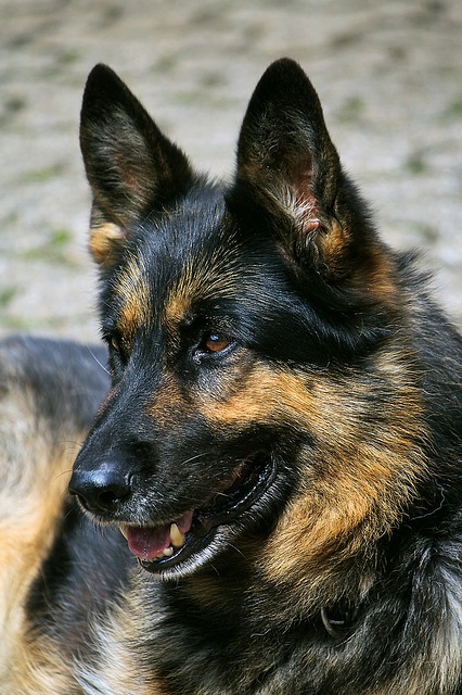 schafer dog 594441 640