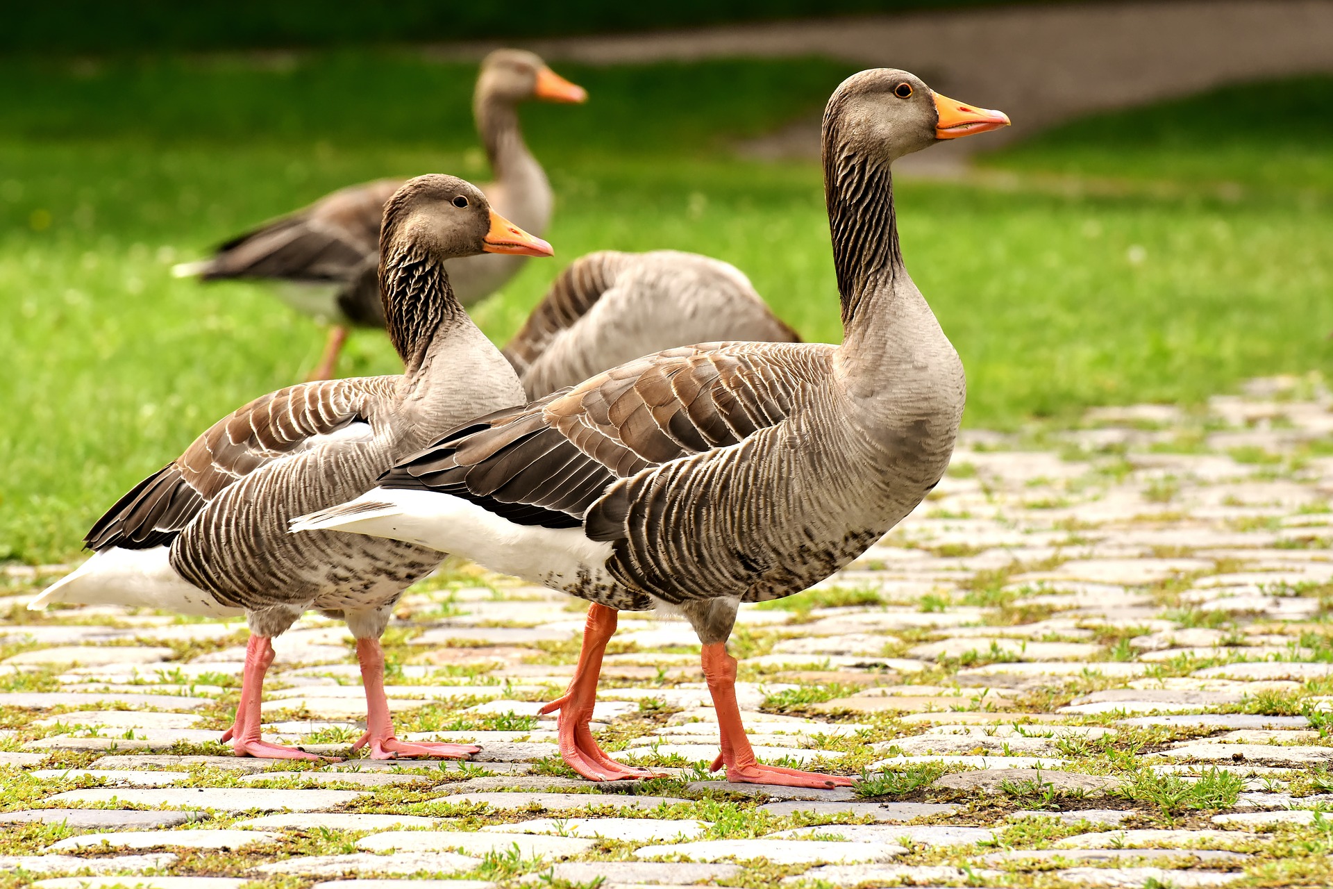 pixabay geese 3828043 1920
