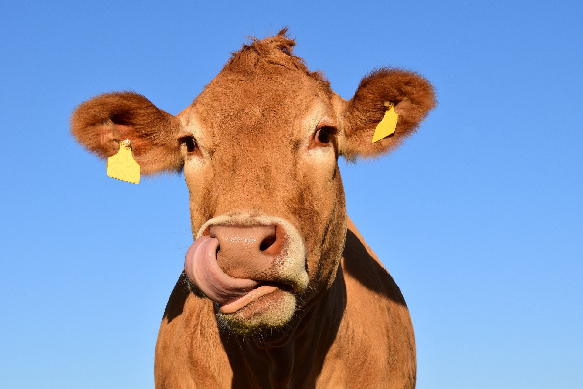 pixabay cow 1715829 1920