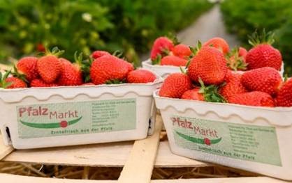 Pfalzmarkt erdbeeren