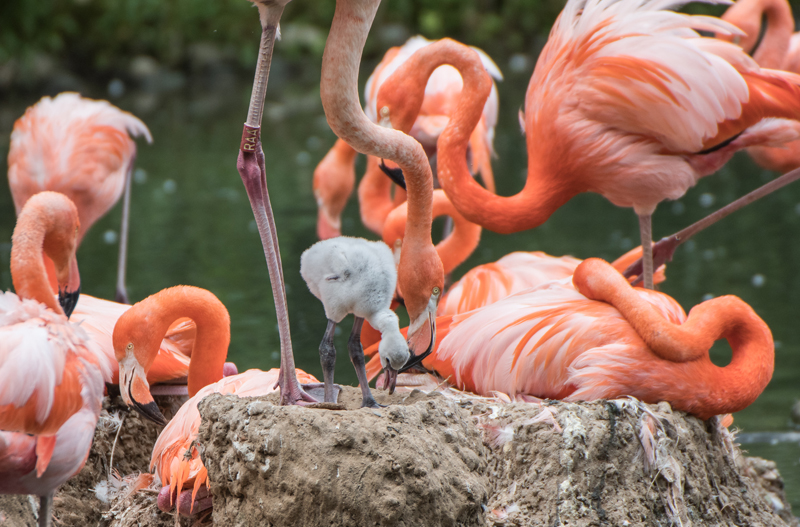Fotos: Susi Fischer/Zoo Heidelberg Flamingoküken 2018 1 kl