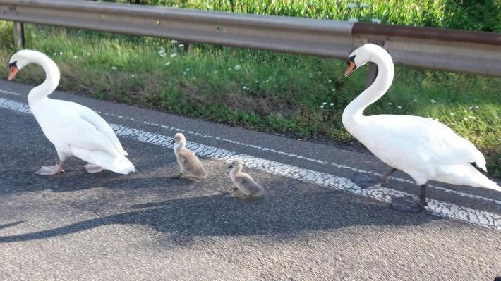K1024 AAAAA pol ma bab 61 gemarkung speyer landesgrenze zu rheinland pfalz schwanenfamilie legt verkehr lahm tie
