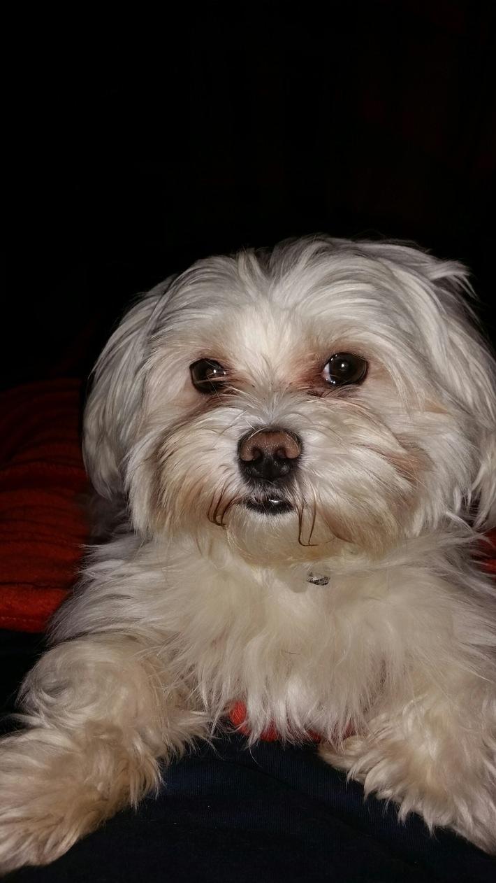 K1024 pol ma weinheim rhein neckar kreis dreister dieb entwendet hund zeugen gesucht