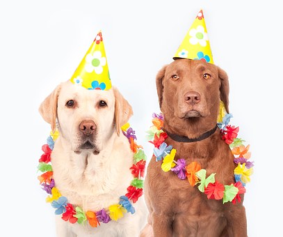 dogs 1190015 340