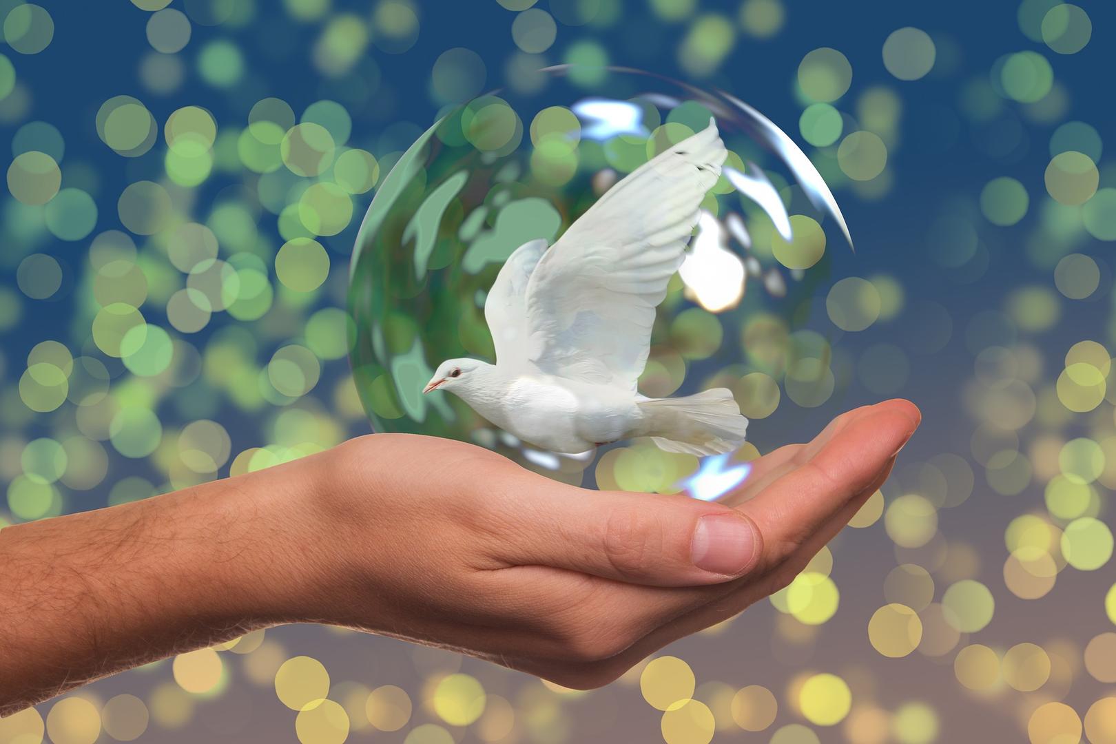 Stadt Mannheim peace dove 2489589 1920