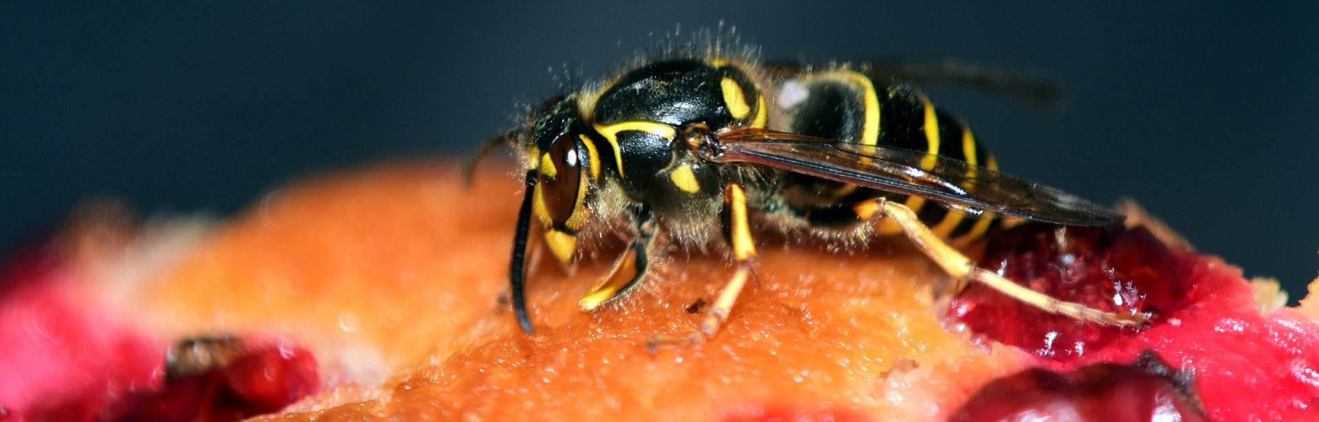 pixabay wasp 2492139 1920