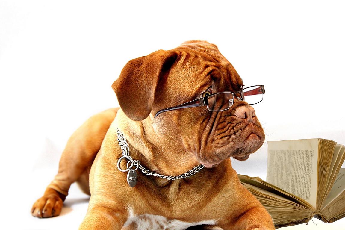 pixabay dog 734689 1920