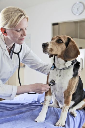 K1024 Hund bei Tierarzt Quelle AGILA