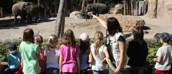 Zoo Unterricht Elefanten kl