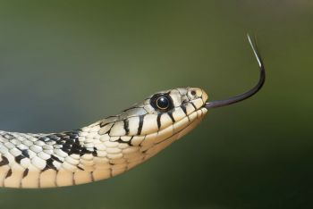grass snake 60546 1920