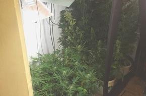 pol ma polizeipraesidium mannheim pol ma hockenheim rhein neckar kreis polizei stellte cannabis plantage un